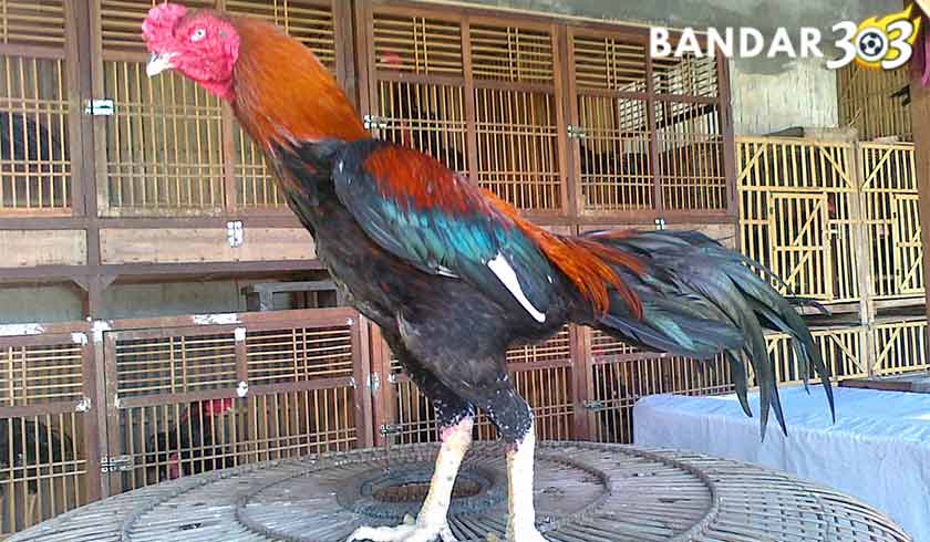 Tips Melatih Pukulan Ayam Bangkok Aduan Agar Kuat dan Mematikan 