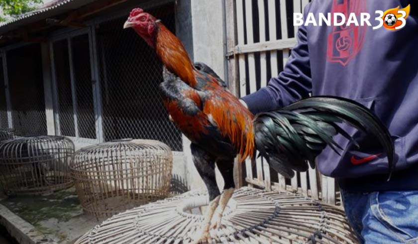 Cara Merawat Ayam Bangkok Aduan Setelah Bertarung