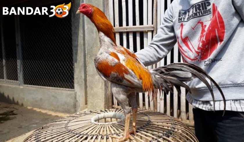 ciri - ciri dan kelebihan ayam panus aduan asli thailand