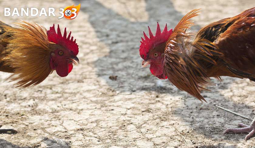 Cara Mudah Meningkatkan Mental Dan Keberanian Ayam Bangkok Petarung