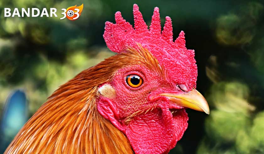 Ciri Khas Jengger Ayam Bangkok Juara Sabung Ayam