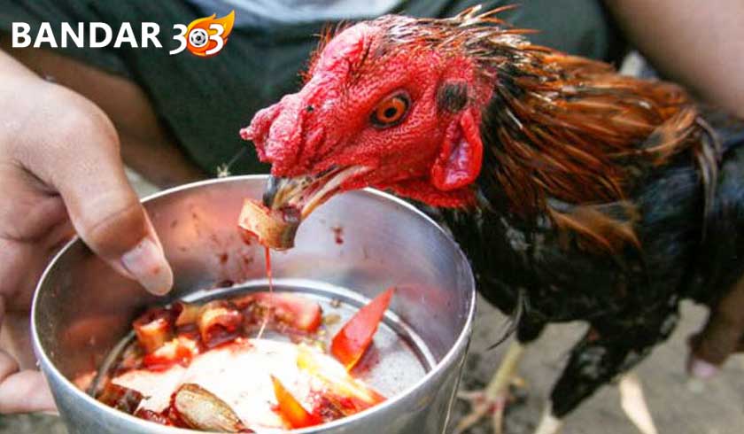 Tips Ampuh Membuat Ayam Bangkok Ganas Saat Bertarung